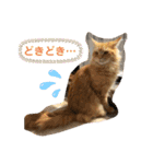 おてんばメインクーン【タミさん】その1（個別スタンプ：24）