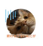 おてんばメインクーン【タミさん】その1（個別スタンプ：25）
