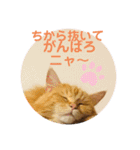 おてんばメインクーン【タミさん】その1（個別スタンプ：26）