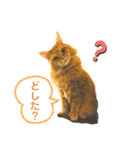 おてんばメインクーン【タミさん】その1（個別スタンプ：29）
