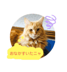 おてんばメインクーン【タミさん】その1（個別スタンプ：31）