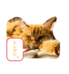 おてんばメインクーン【タミさん】その1（個別スタンプ：32）