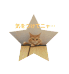 おてんばメインクーン【タミさん】その1（個別スタンプ：34）