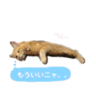 おてんばメインクーン【タミさん】その1（個別スタンプ：35）