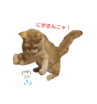 おてんばメインクーン【タミさん】その1（個別スタンプ：36）