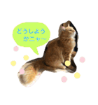 おてんばメインクーン【タミさん】その1（個別スタンプ：38）