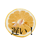 みかん断面スタンプ（個別スタンプ：16）