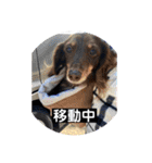 ヤマト＆ショコラ（ミニチュアダックス犬）（個別スタンプ：5）