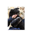 ヤマト＆ショコラ（ミニチュアダックス犬）（個別スタンプ：24）