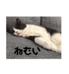 もかころんぷ（個別スタンプ：8）