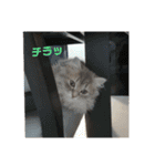 猫で遊んでごめんなさい。（個別スタンプ：2）