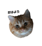 猫で遊んでごめんなさい。（個別スタンプ：3）