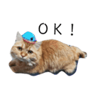 猫で遊んでごめんなさい。（個別スタンプ：4）