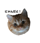猫で遊んでごめんなさい。（個別スタンプ：5）