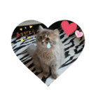 猫で遊んでごめんなさい。（個別スタンプ：8）