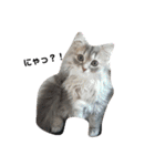 猫で遊んでごめんなさい。（個別スタンプ：11）