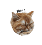 猫で遊んでごめんなさい。（個別スタンプ：12）