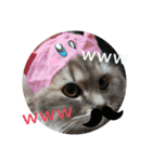 猫で遊んでごめんなさい。（個別スタンプ：13）