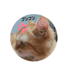 猫で遊んでごめんなさい。（個別スタンプ：15）