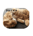 猫で遊んでごめんなさい。（個別スタンプ：17）