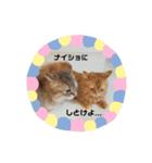 猫で遊んでごめんなさい。（個別スタンプ：18）