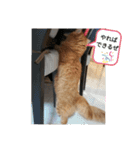 猫で遊んでごめんなさい。（個別スタンプ：19）