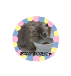 猫で遊んでごめんなさい。（個別スタンプ：23）
