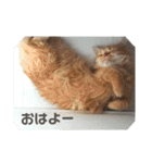 猫で遊んでごめんなさい。（個別スタンプ：24）