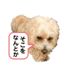 ピンク鼻のトイプーくうちん②（個別スタンプ：13）