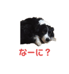 ボーダーコリー、チャッピー（個別スタンプ：5）