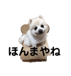 ムク2（個別スタンプ：18）