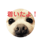 ムク2（個別スタンプ：20）
