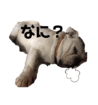 瀧治郎だブル（個別スタンプ：4）