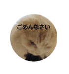 ねこたスタンプNo.2（個別スタンプ：1）