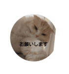 ねこたスタンプNo.2（個別スタンプ：3）