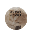 ねこたスタンプNo.2（個別スタンプ：5）
