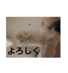 ねこたスタンプNo.2（個別スタンプ：8）