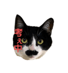 ハチワレヒゲ猫たまお（個別スタンプ：1）