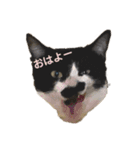 ハチワレヒゲ猫たまお（個別スタンプ：2）