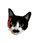 ハチワレヒゲ猫たまお（個別スタンプ：3）