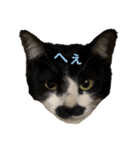 ハチワレヒゲ猫たまお（個別スタンプ：4）