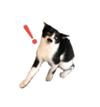 ハチワレヒゲ猫たまお（個別スタンプ：5）
