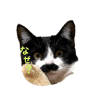 ハチワレヒゲ猫たまお（個別スタンプ：6）