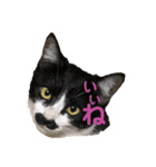 ハチワレヒゲ猫たまお（個別スタンプ：7）