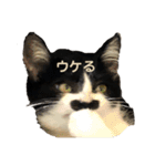ハチワレヒゲ猫たまお（個別スタンプ：8）