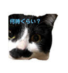 ハチワレヒゲ猫たまお（個別スタンプ：9）