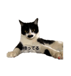 ハチワレヒゲ猫たまお（個別スタンプ：10）