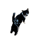 ハチワレヒゲ猫たまお（個別スタンプ：11）