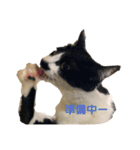 ハチワレヒゲ猫たまお（個別スタンプ：12）