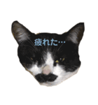 ハチワレヒゲ猫たまお（個別スタンプ：13）
